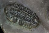Two Austerops Trilobites With Partial Harpid - Jorf, Morocco #127737-7